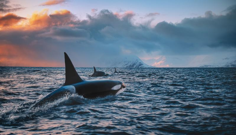 Arktična norveška pravljica z Nordkapom, Lofoti in safarijem na kite<br />
Odhod 7. 8. 2024, 9 dni